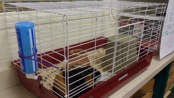 Pet in cage in child care